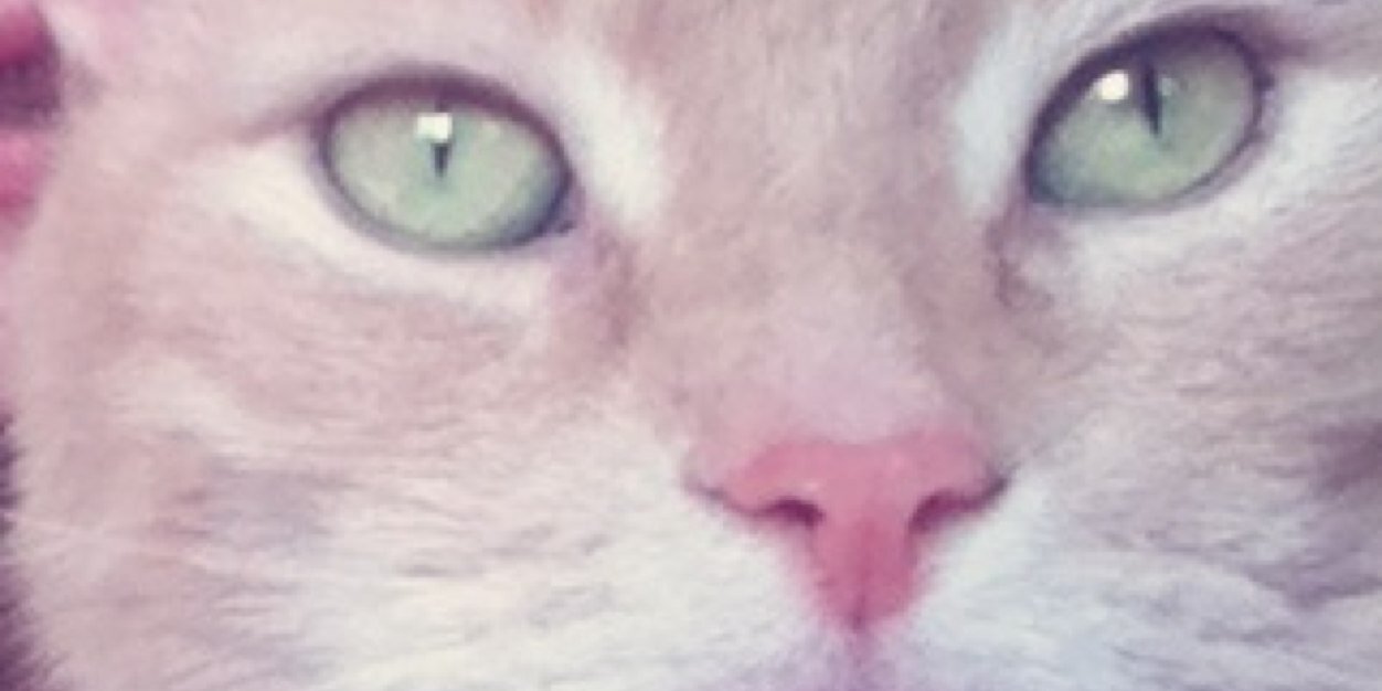 MagicKuma's profile banner image