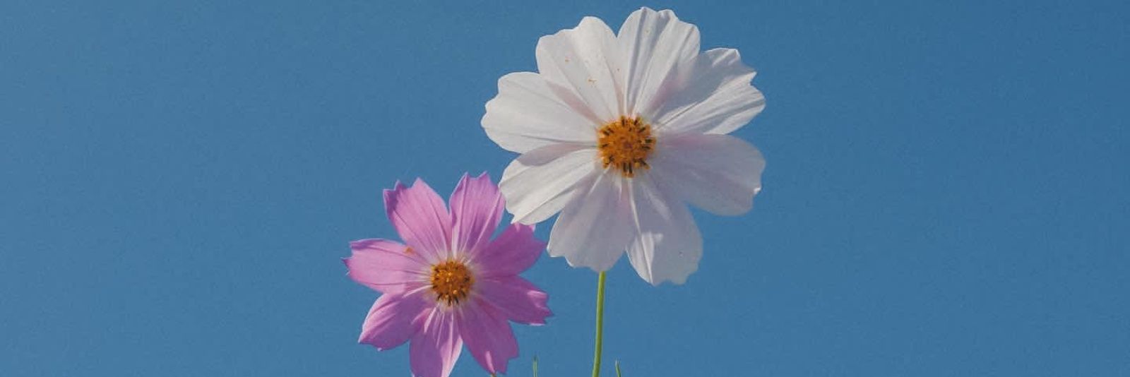 KMeiei48's profile banner image
