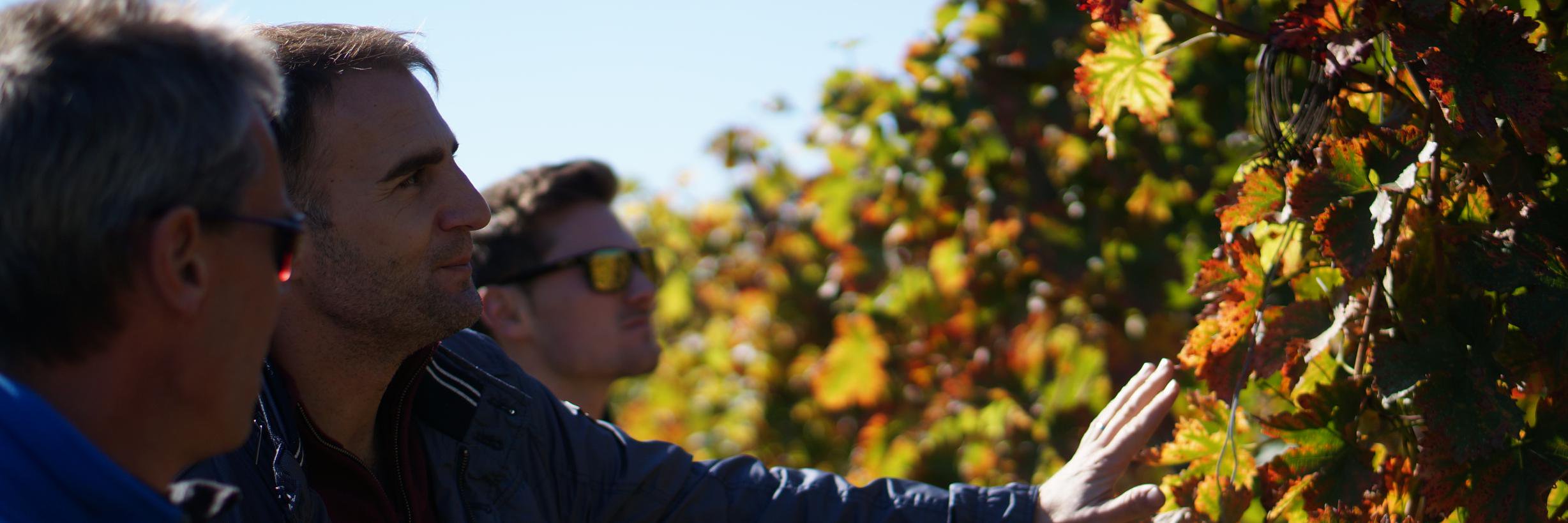 Gauntleys Fine Wine banner