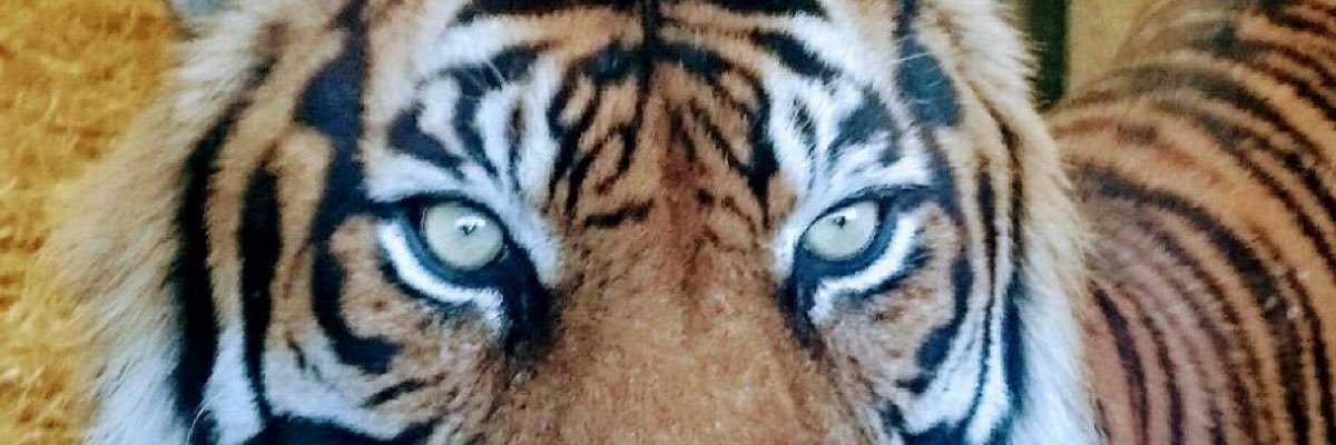 SamAenea's profile banner image