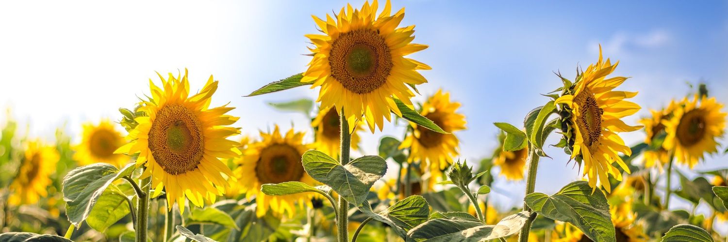 hannb1004's profile banner image