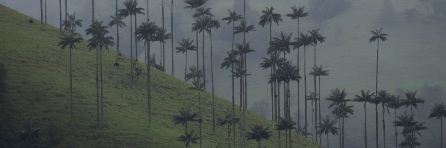 Okadavid's profile banner image