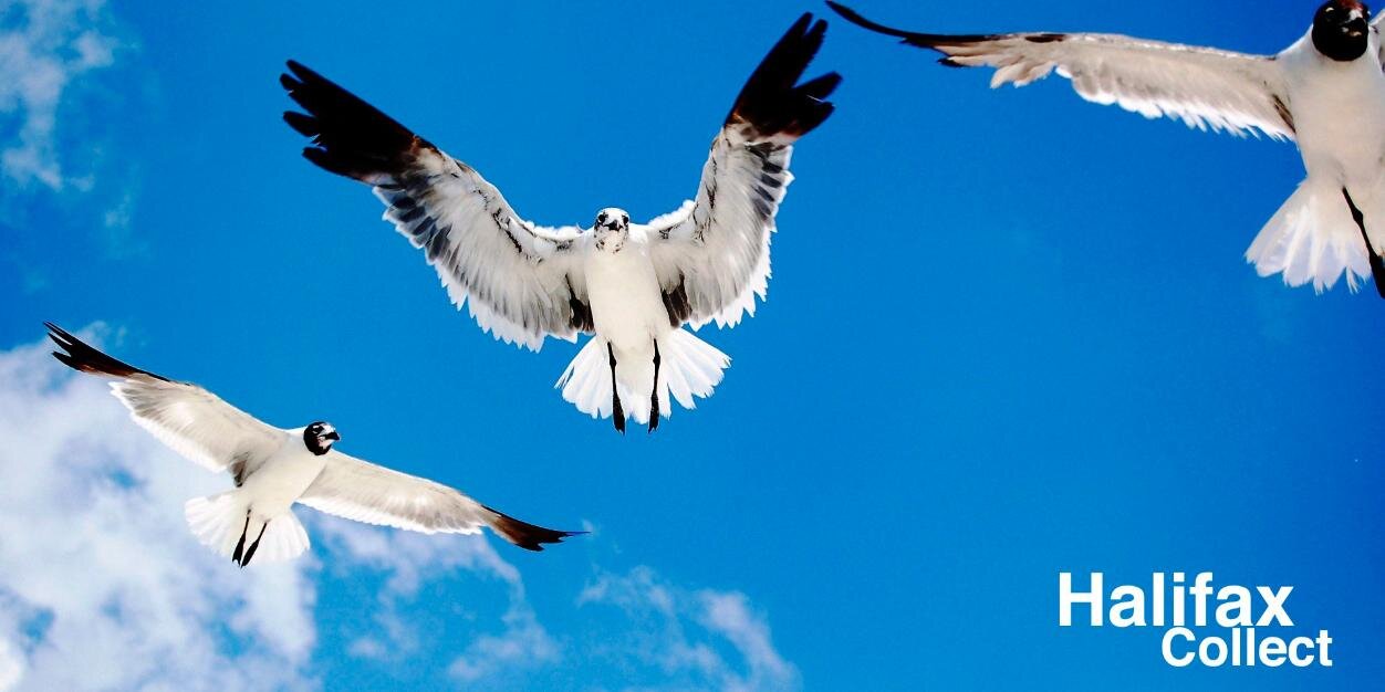 halifax collect banner