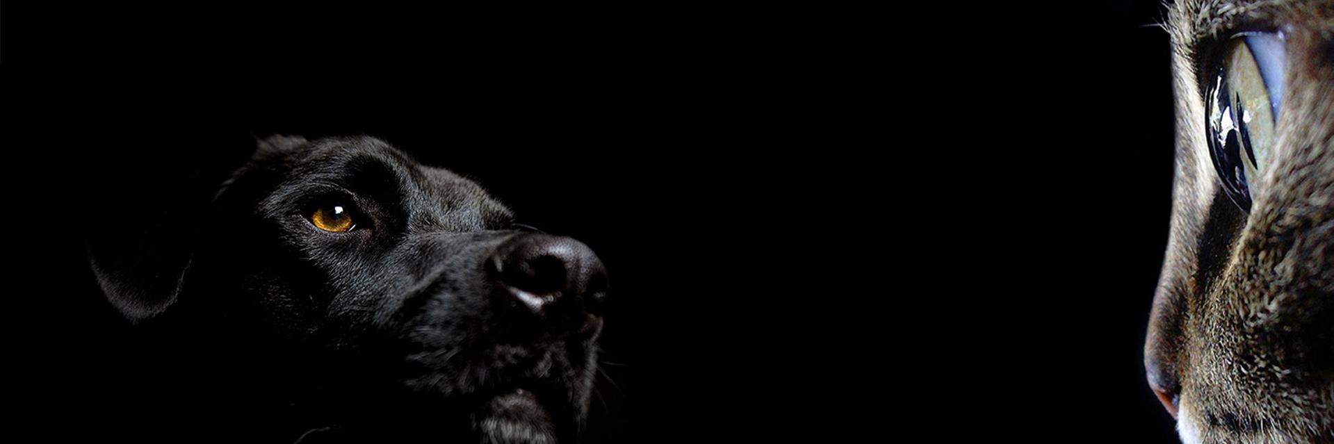 bssaito's profile banner image