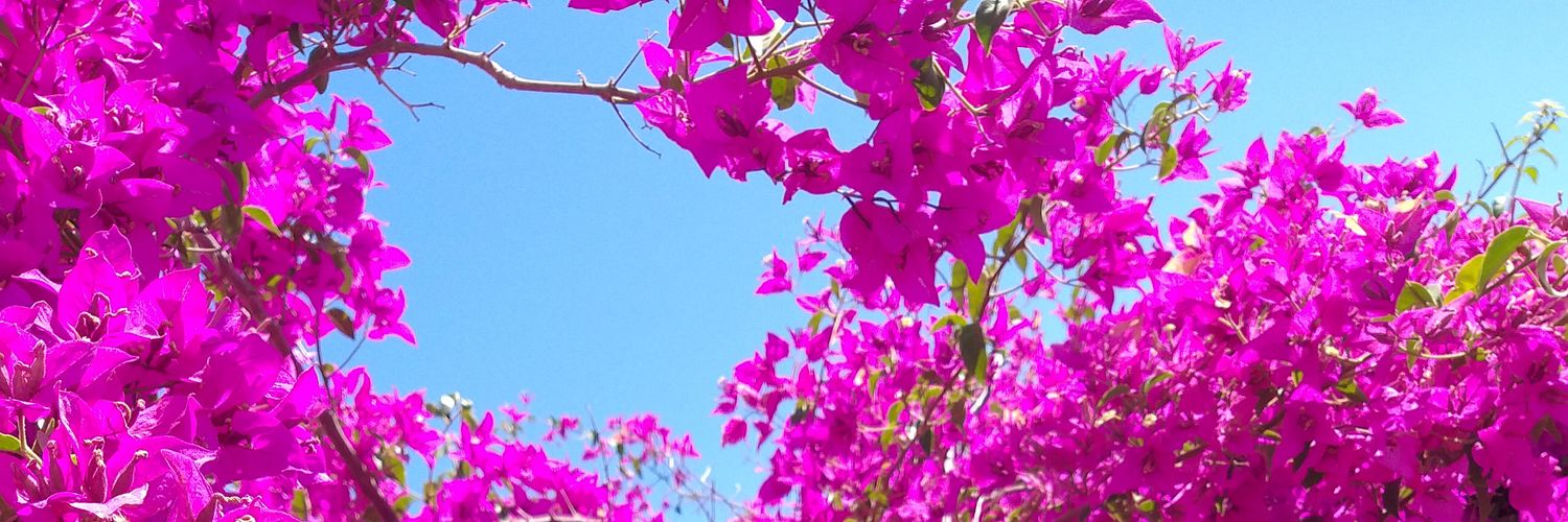 PaulaORourkeM's profile banner image
