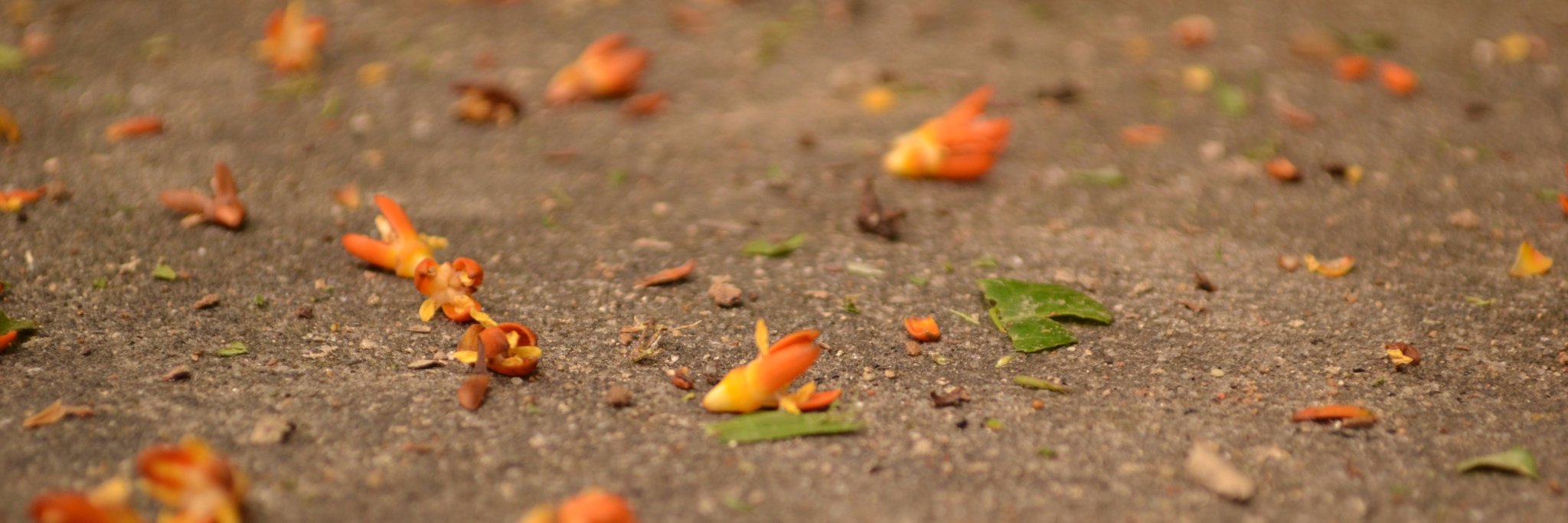 LauraBCortizo's profile banner image