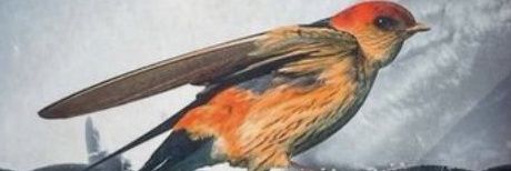 aji_irwin's profile banner image