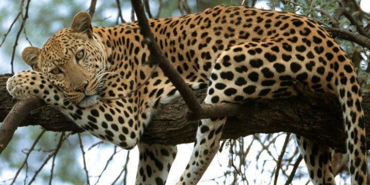 RosanneRJ's profile banner image