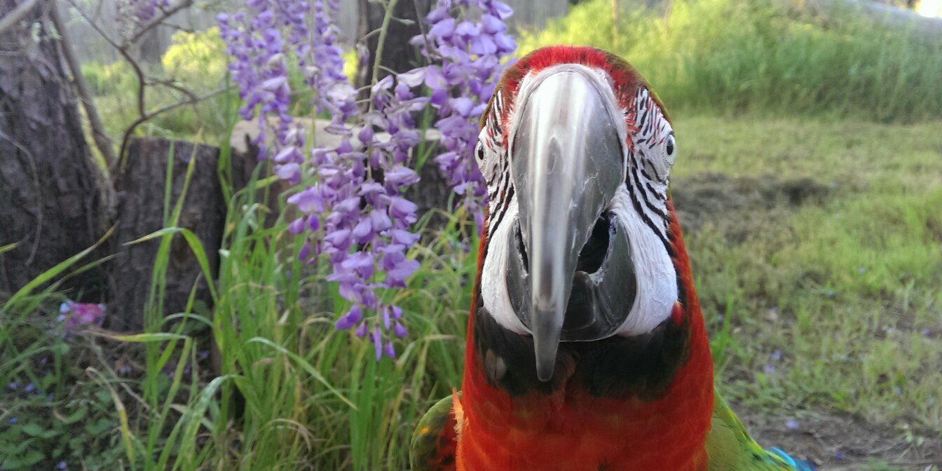 Harley Bird banner