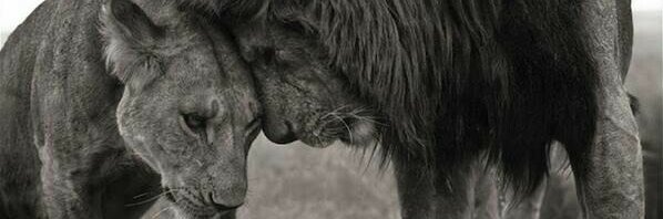 ✽ banner