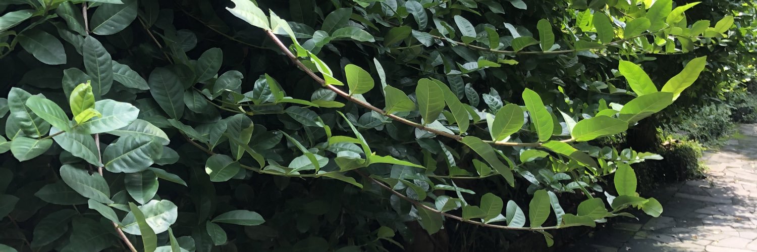 nitanyie's profile banner image