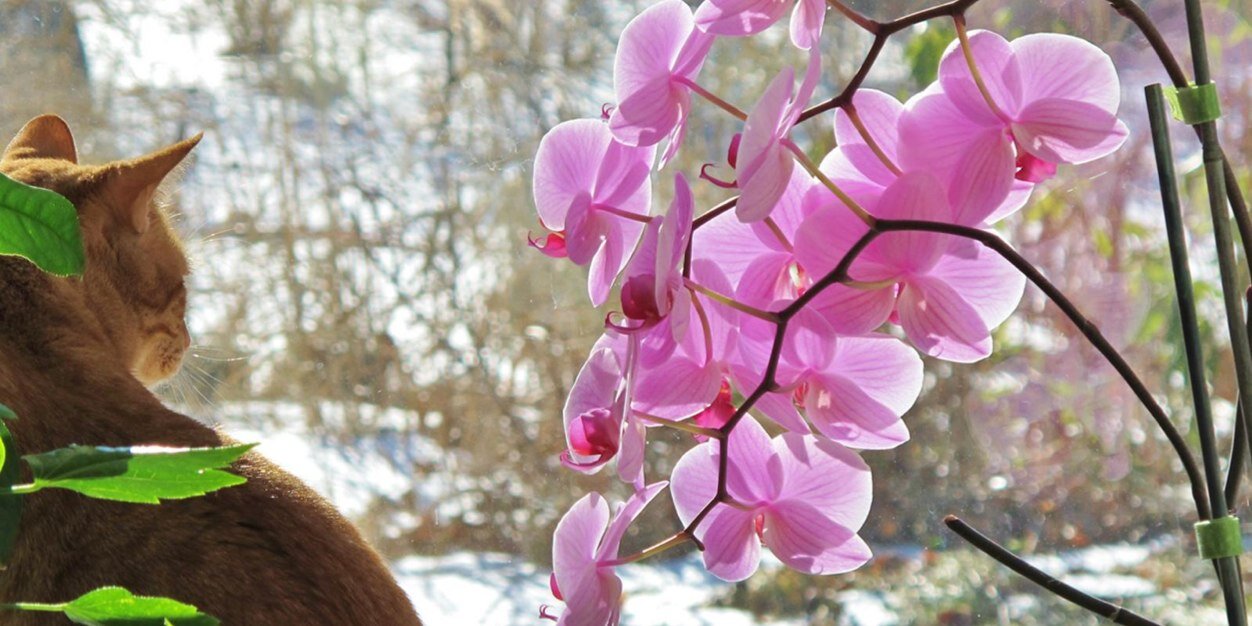 Meghscho's profile banner image