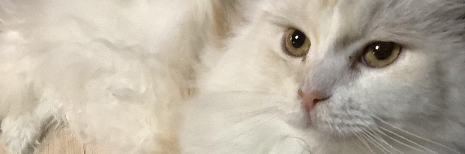 moelll's profile banner image