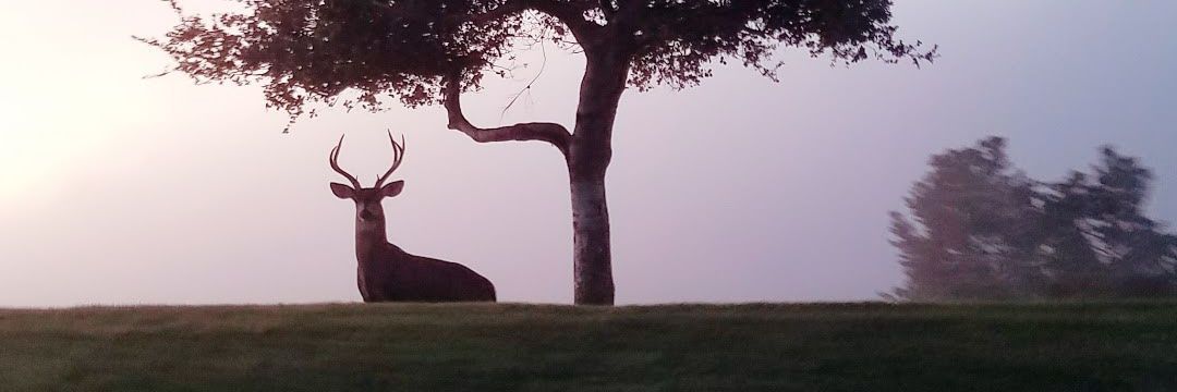 itslindzaba's profile banner image