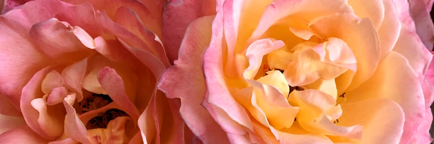 stephbashoor's profile banner image