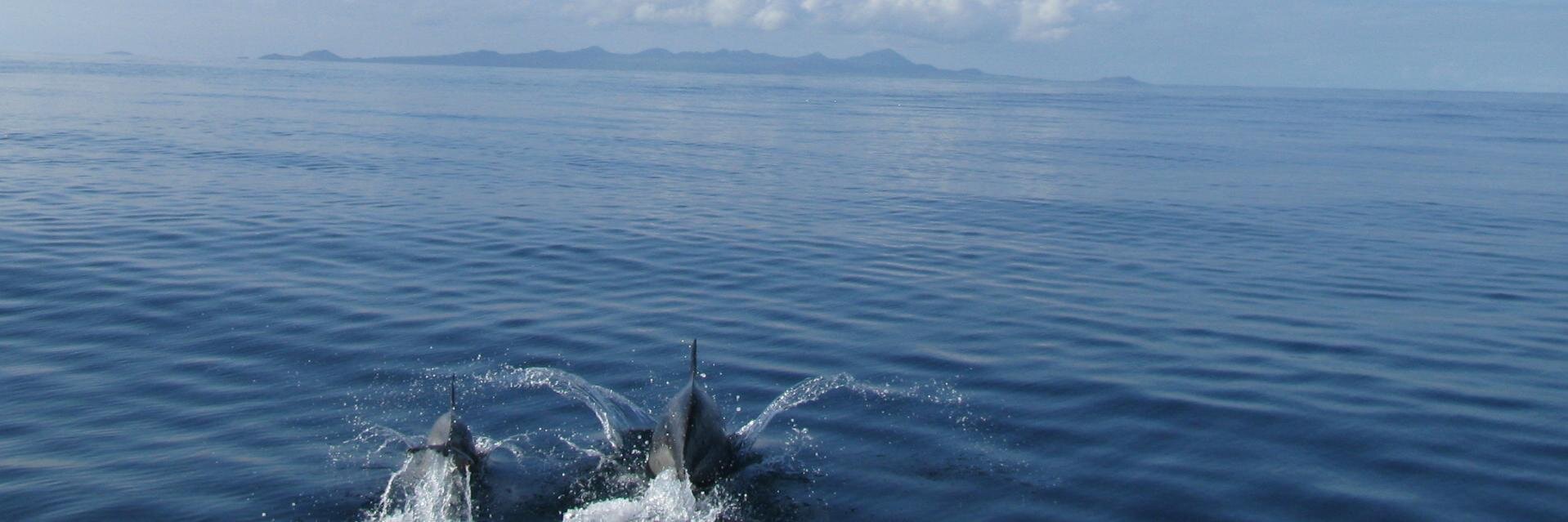 Casey Armstrong banner