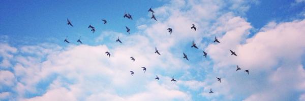 gaowhen Profile Banner