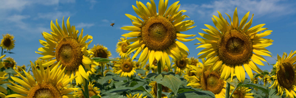 mikiT_T Profile Banner