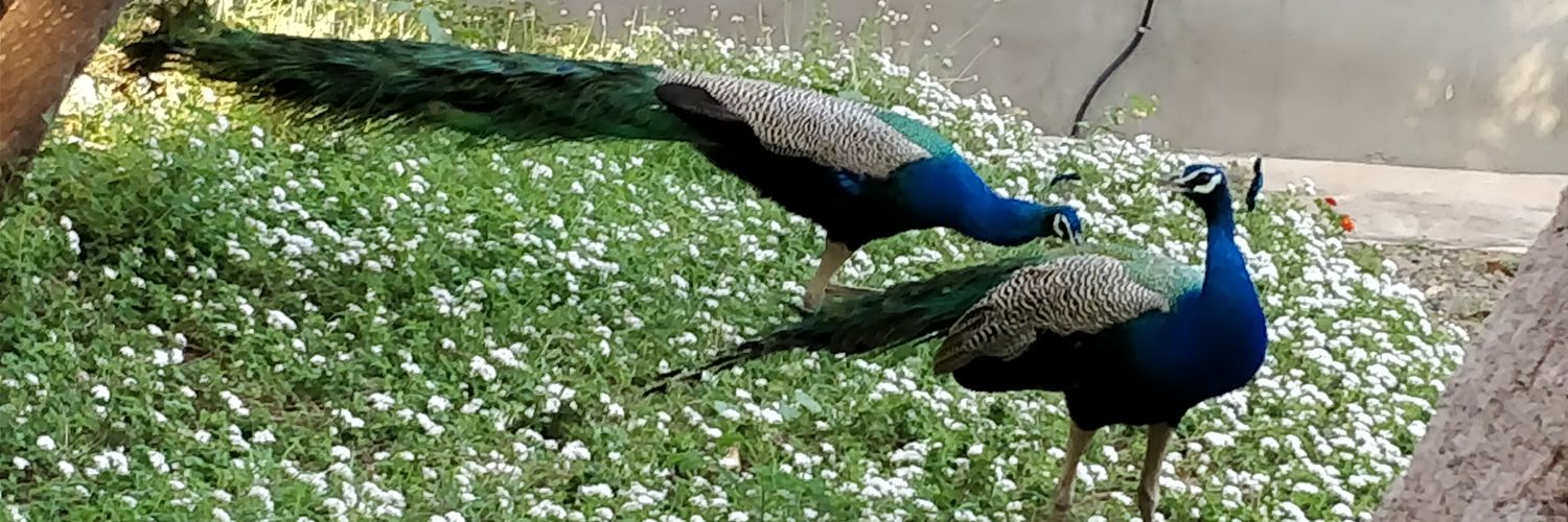 raviaswal's profile banner image