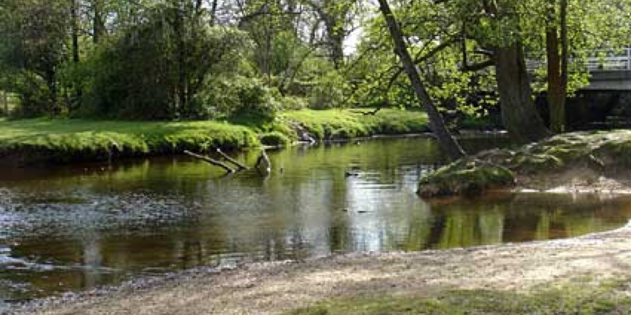 NewForest Transition banner