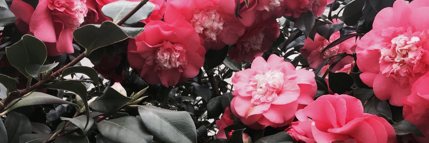 nataliekhool's profile banner image