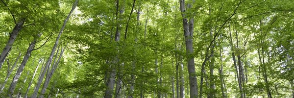 Lipstick Profile Banner