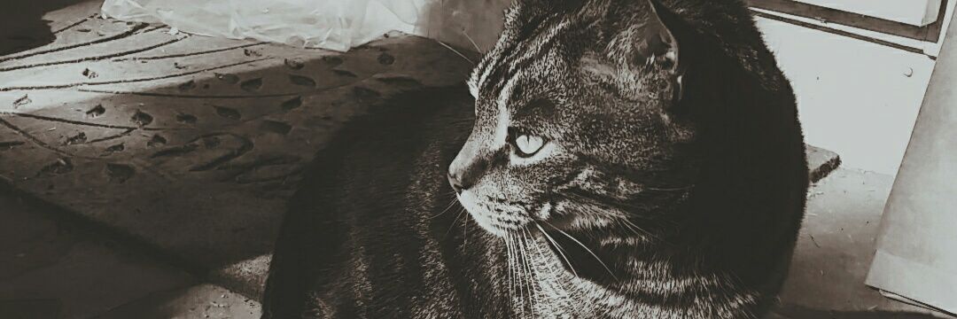 samliebs's profile banner image