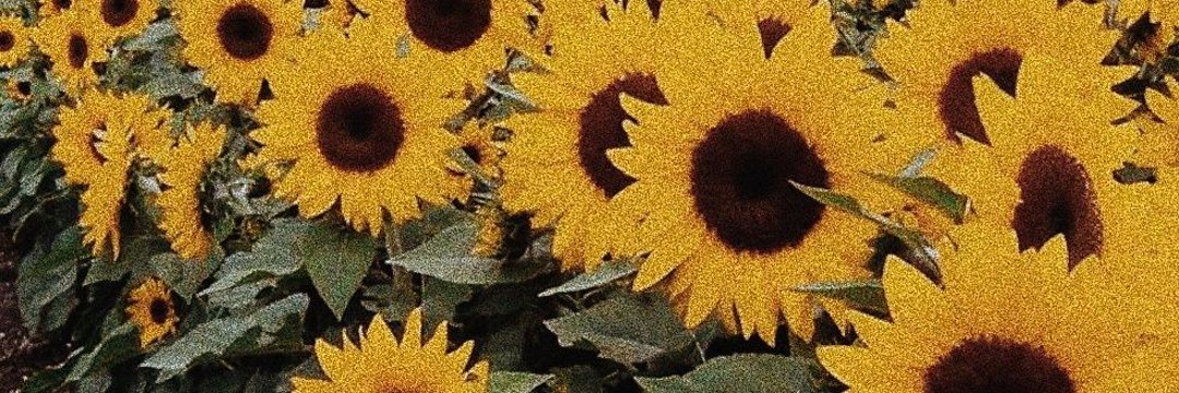 mpholicious's profile banner image