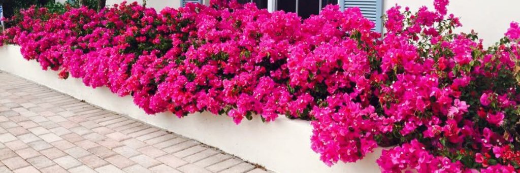 Rebecca Emmons banner