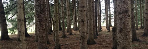 YouScream Profile Banner