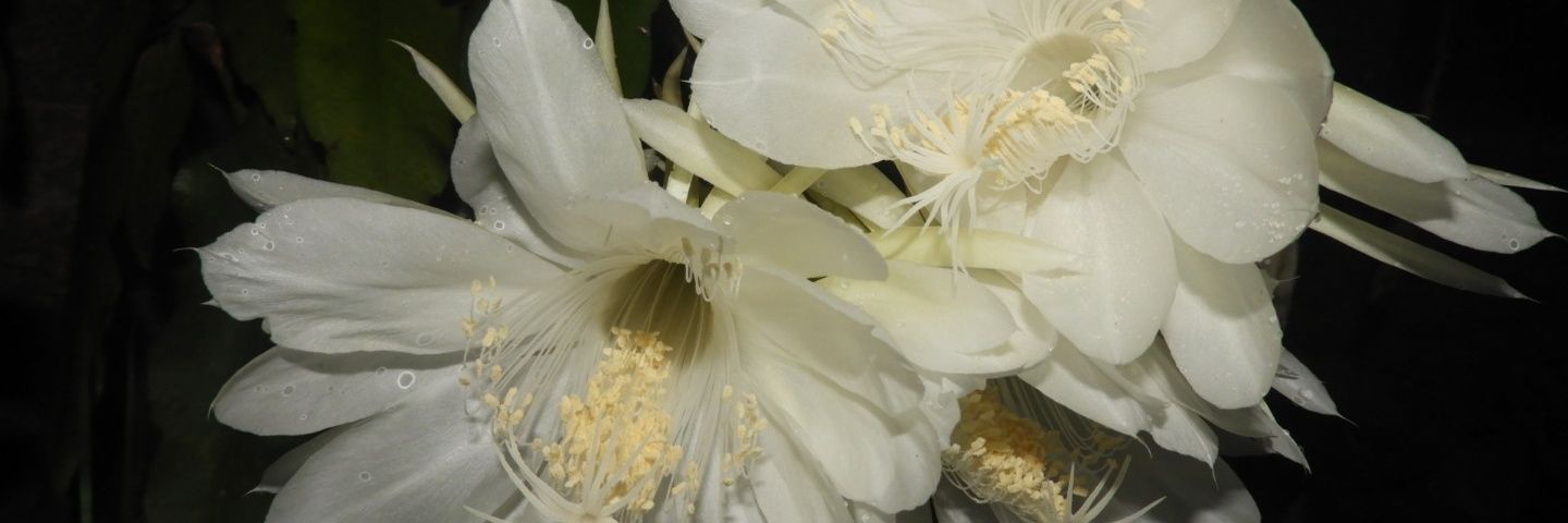 Claudia Lindgren banner