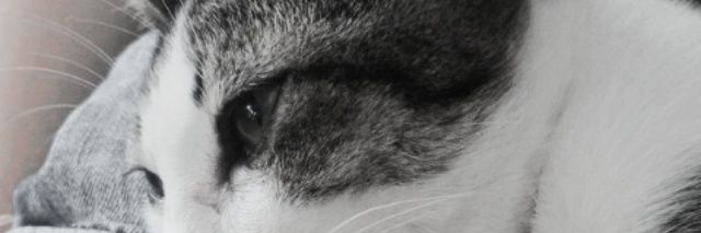 Miimuko's profile banner image