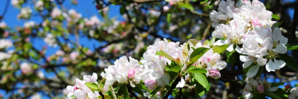 Naturefund's profile banner image
