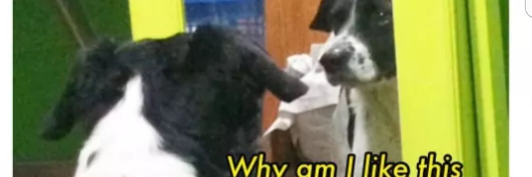 danni_vdw's profile banner image