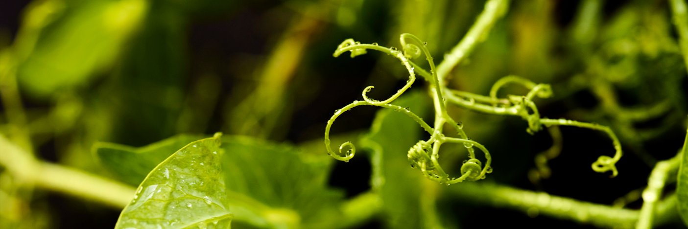 nicatch's profile banner image