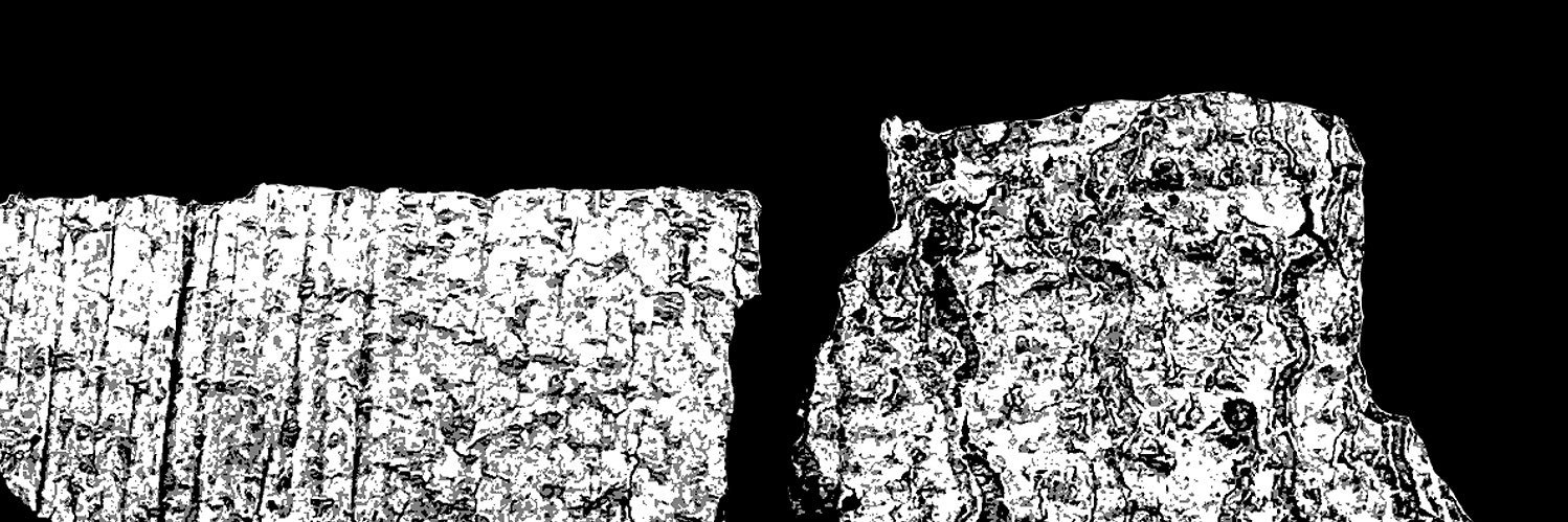 Rogue Wave banner
