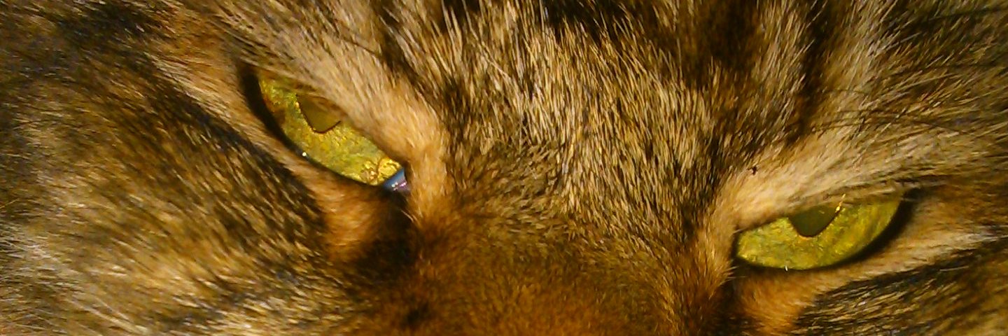 buffsan's profile banner image