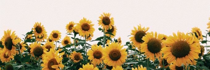 reguimaraesc's profile banner image