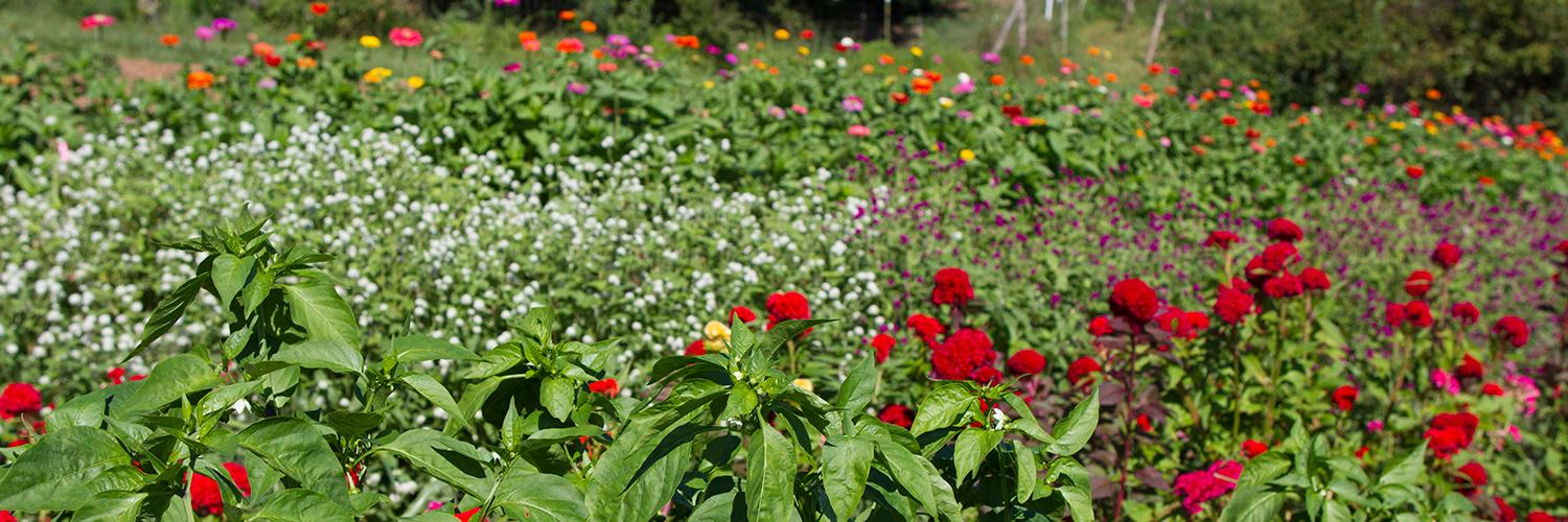 GrowSmallFarms's profile banner image