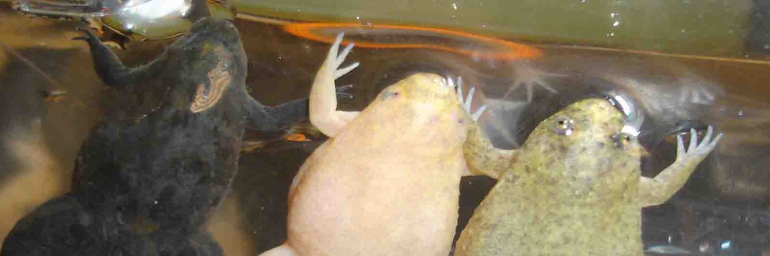 ぜのぱす（初代_凍結から快復） banner