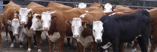 TriStateNeighbr Profile Banner