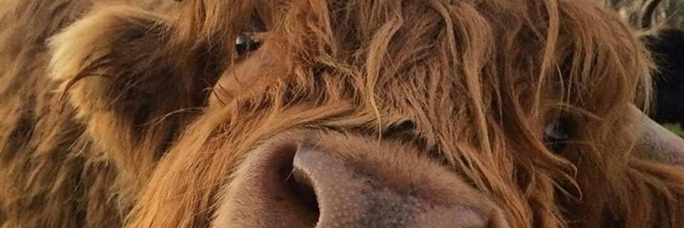 shemetcho's profile banner image