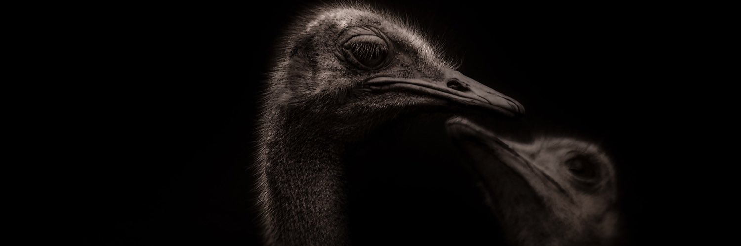 DerDisorder's profile banner image