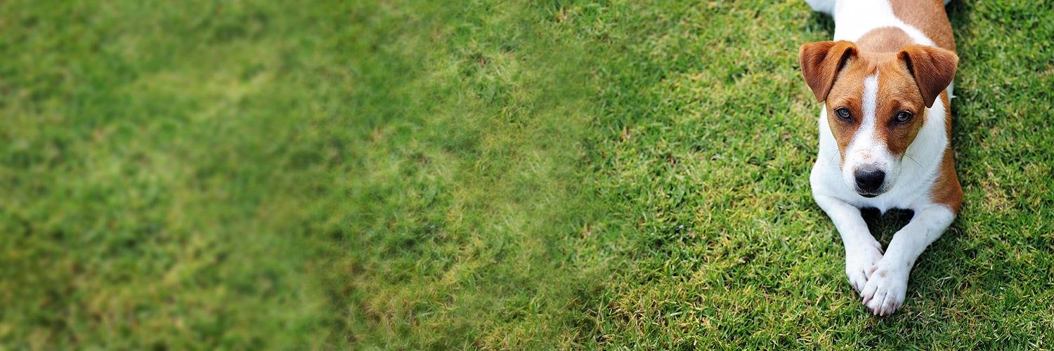 Jenifer Cotsmire banner