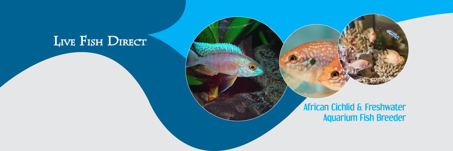 LiveFishDirect's profile banner image