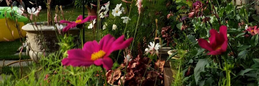 Brown_Clare's profile banner image