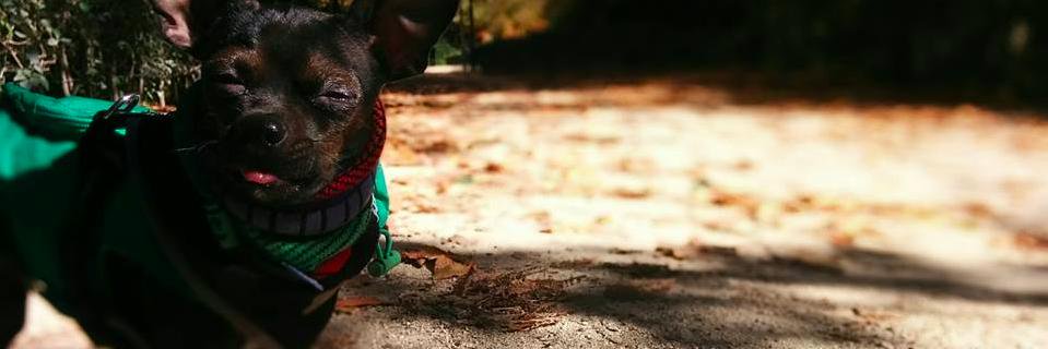 Marcela Machuca banner