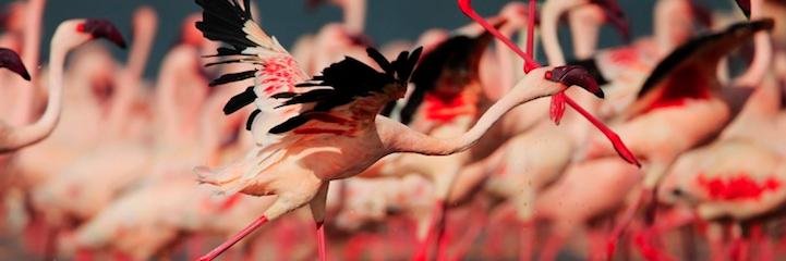 Pilar Turu banner