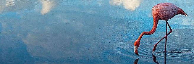 Spearfishingfella🇦🇺🇺🇦🏴‍☠️ banner