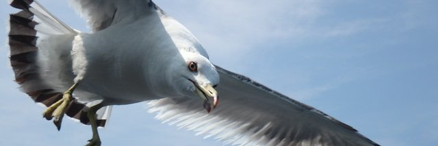 JQ1BVi banner